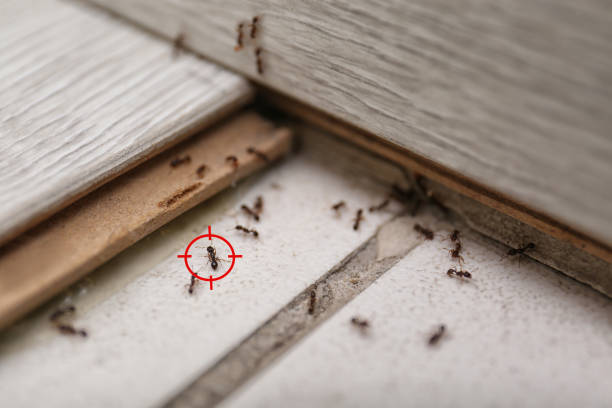 Best Pest Removal Services  in Grandview, TX