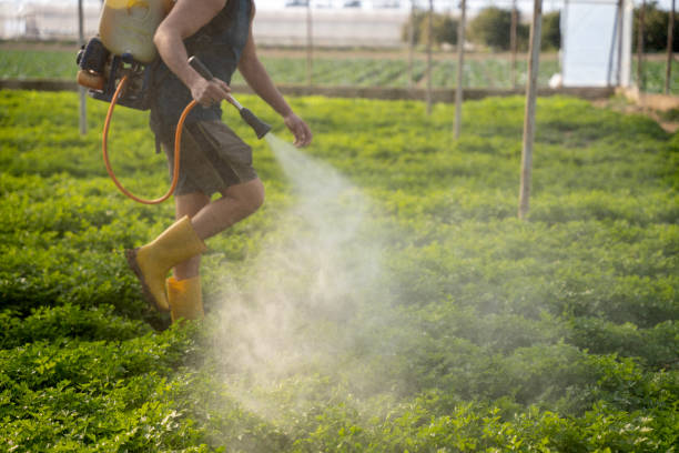 Best Local Pest Control Services  in Grandview, TX