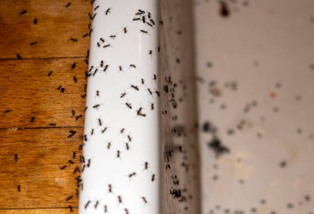 Best Mosquito Control Services  in Grandview, TX