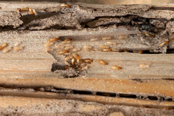 Best Wildlife Control Services  in Grandview, TX