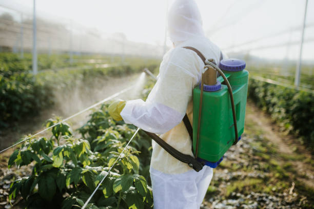 Best Flea Control Services  in Grandview, TX